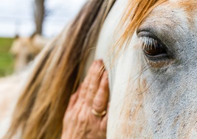Does Equine Therapy Benefit Dual Diagnosis?